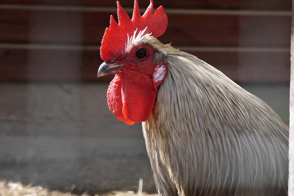 Cock haircut