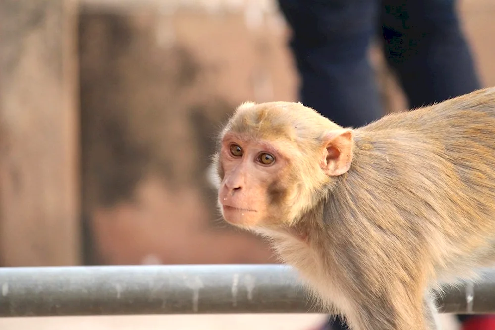 Monkey under monkey
