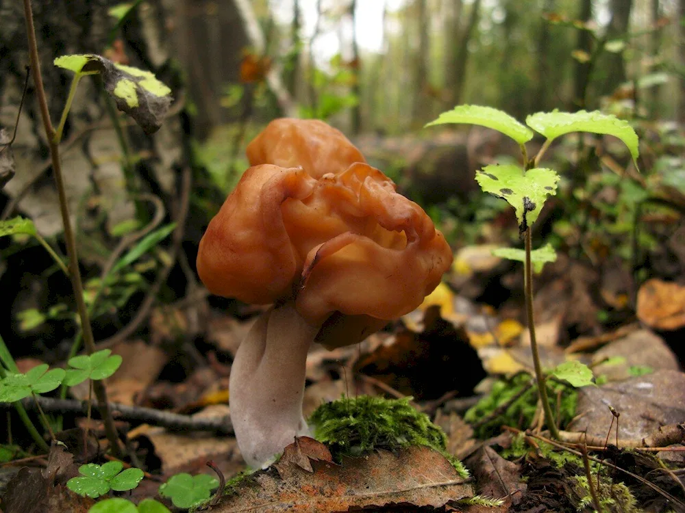 Autumn mushroom