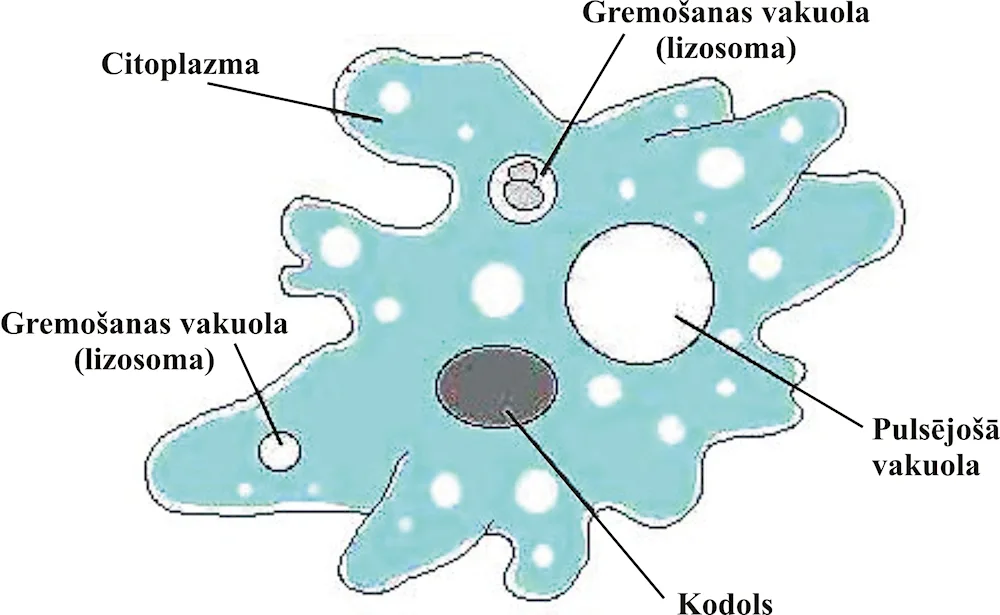 The structure of an amoeba