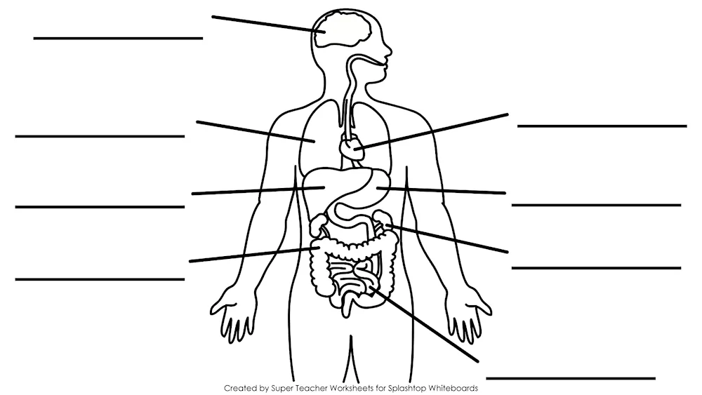 Woman's Organism