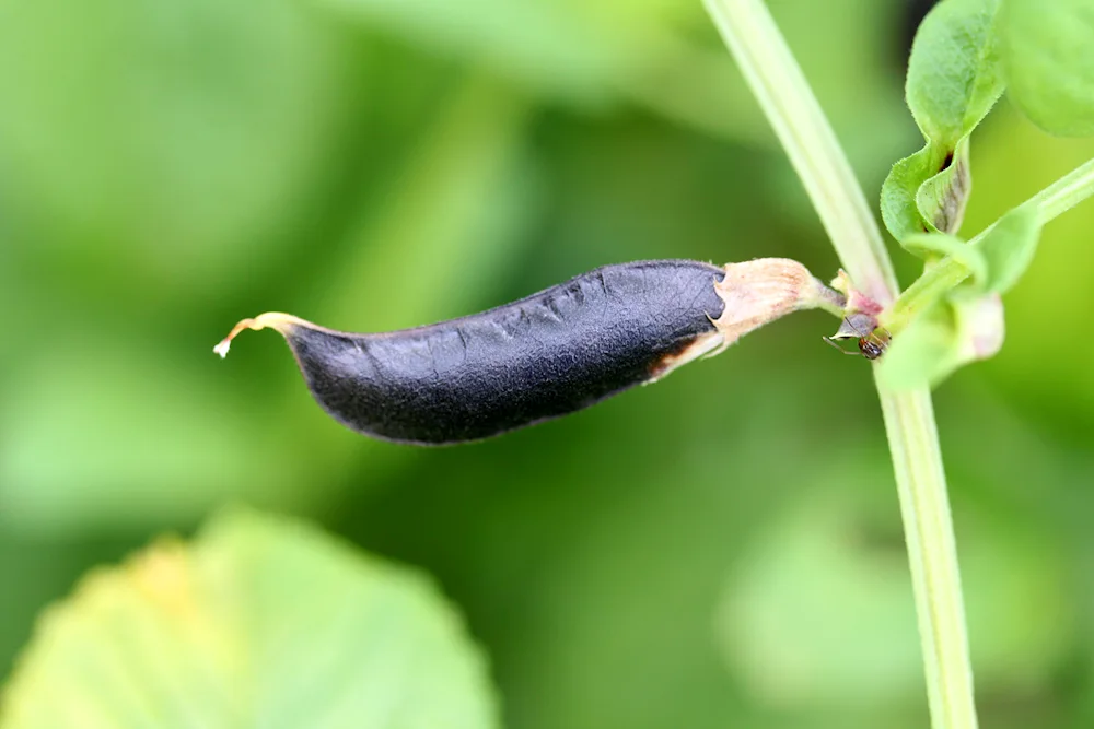 String Beans