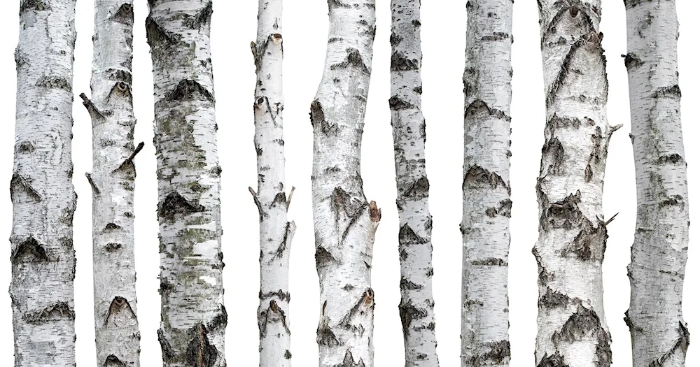 Birch tree on white background