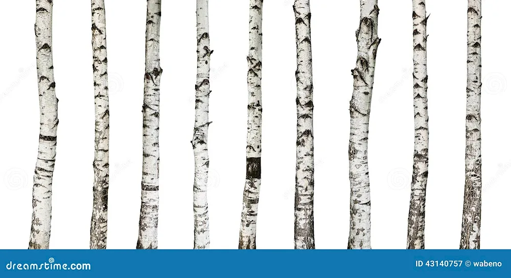 Birch tree on transparent background