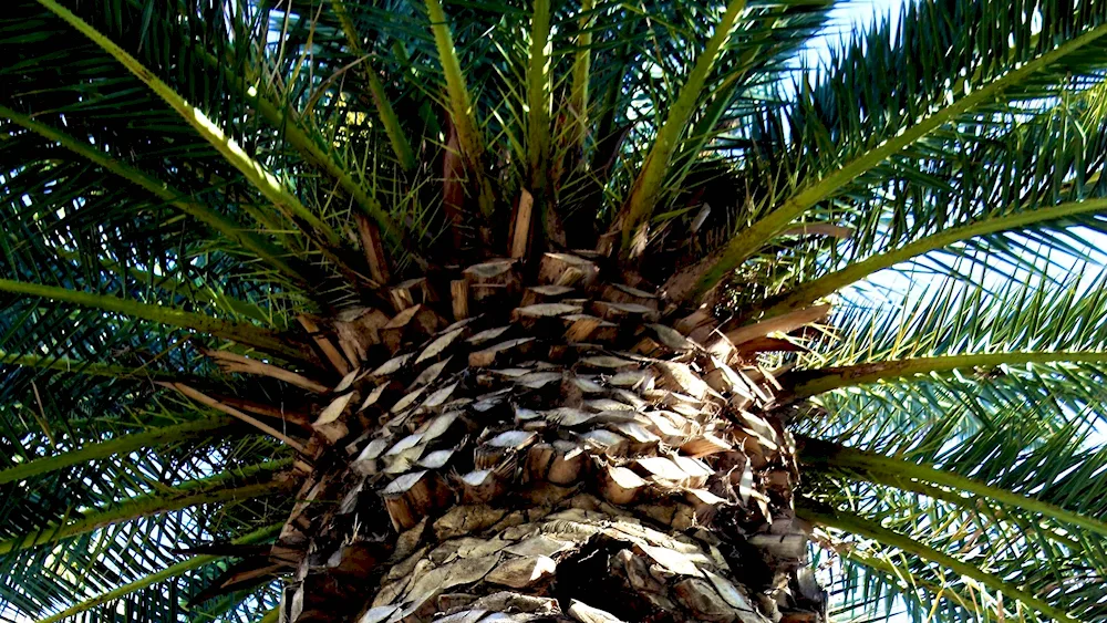 Palm tree