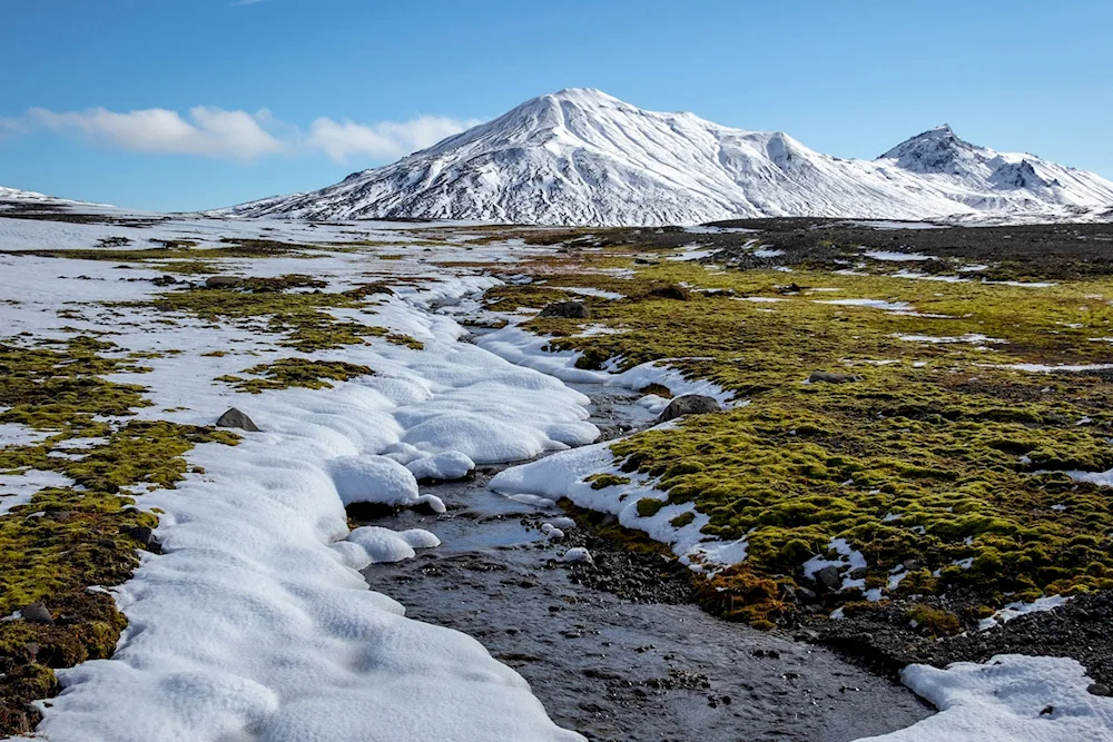 Subarctic tundra landscape