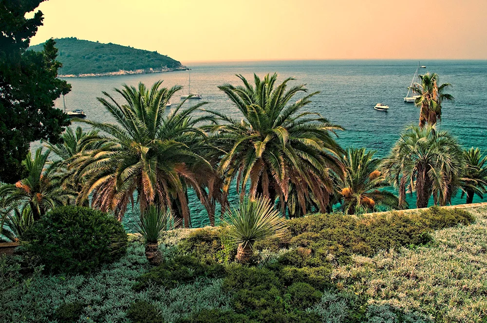 Nikitsky Botanical Garden Crimea palms