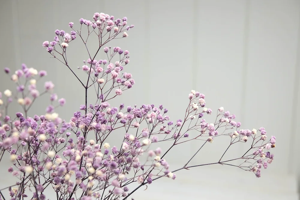 Dry flowers Gypsophila