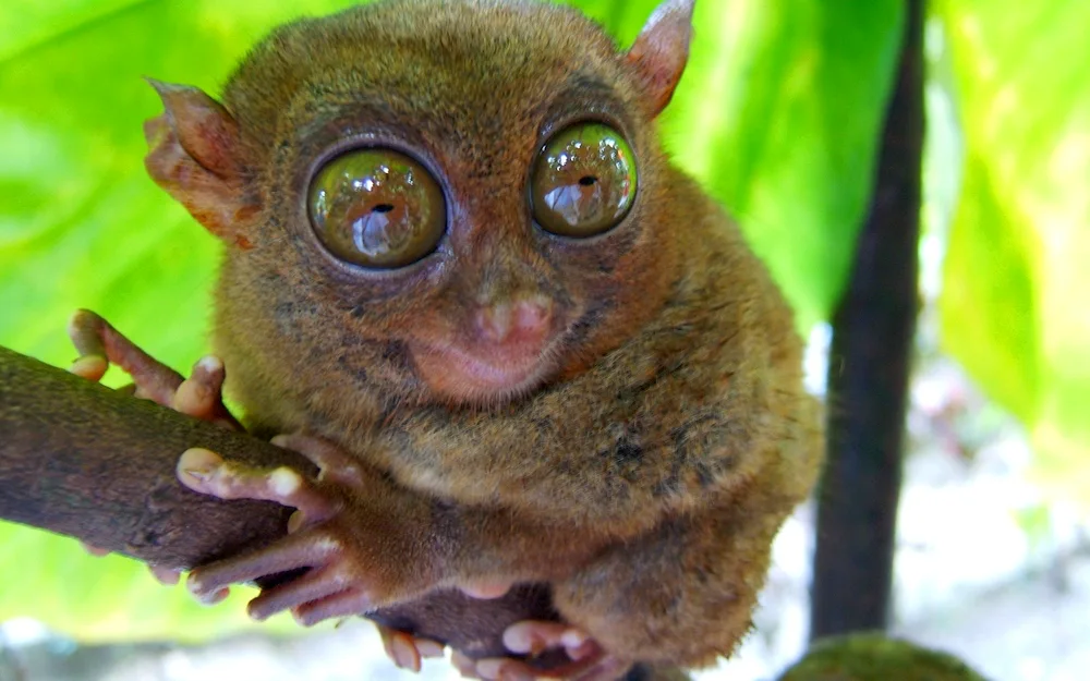 Sumatran longhorned cat. lemur