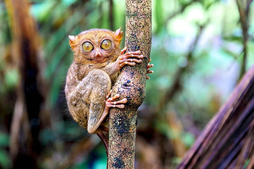 Sumatran longhorned lemur