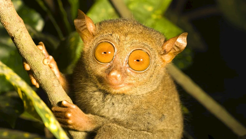 Sumatran tarsiers