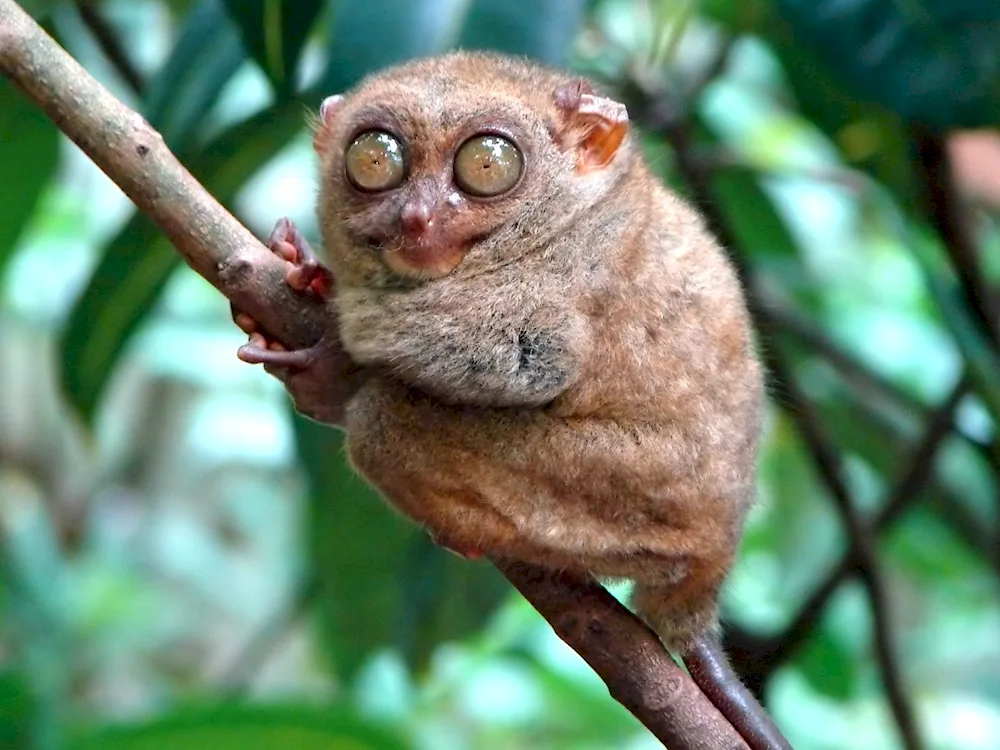 Sumatran tarsiers