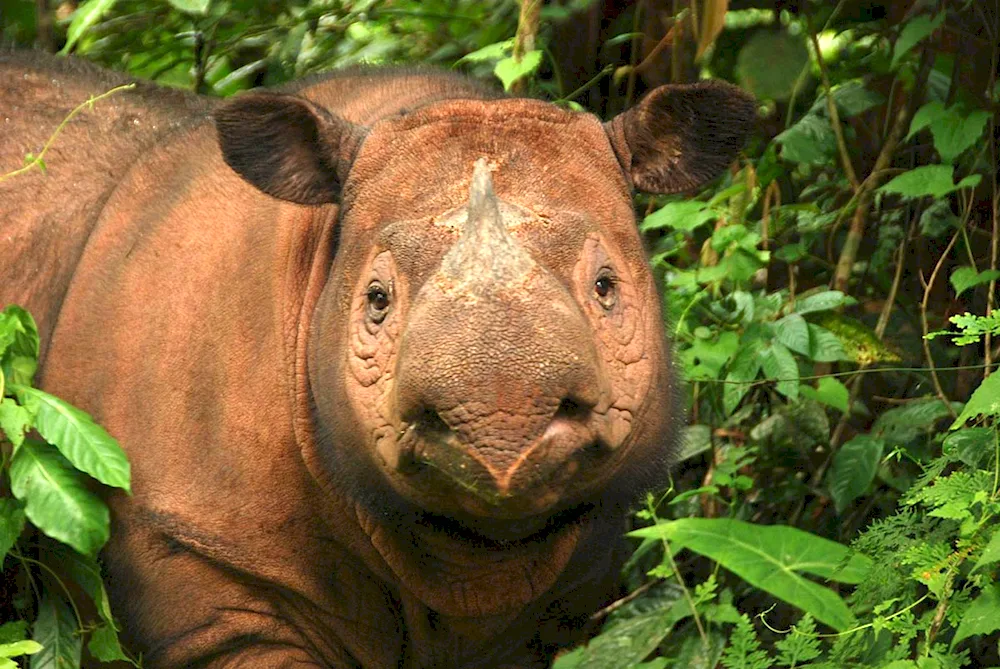 Sumatran rhinoceros