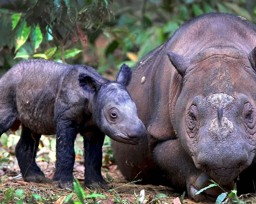 Sumatran rhinoceros