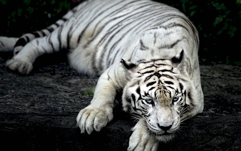 Sumatran albino tiger