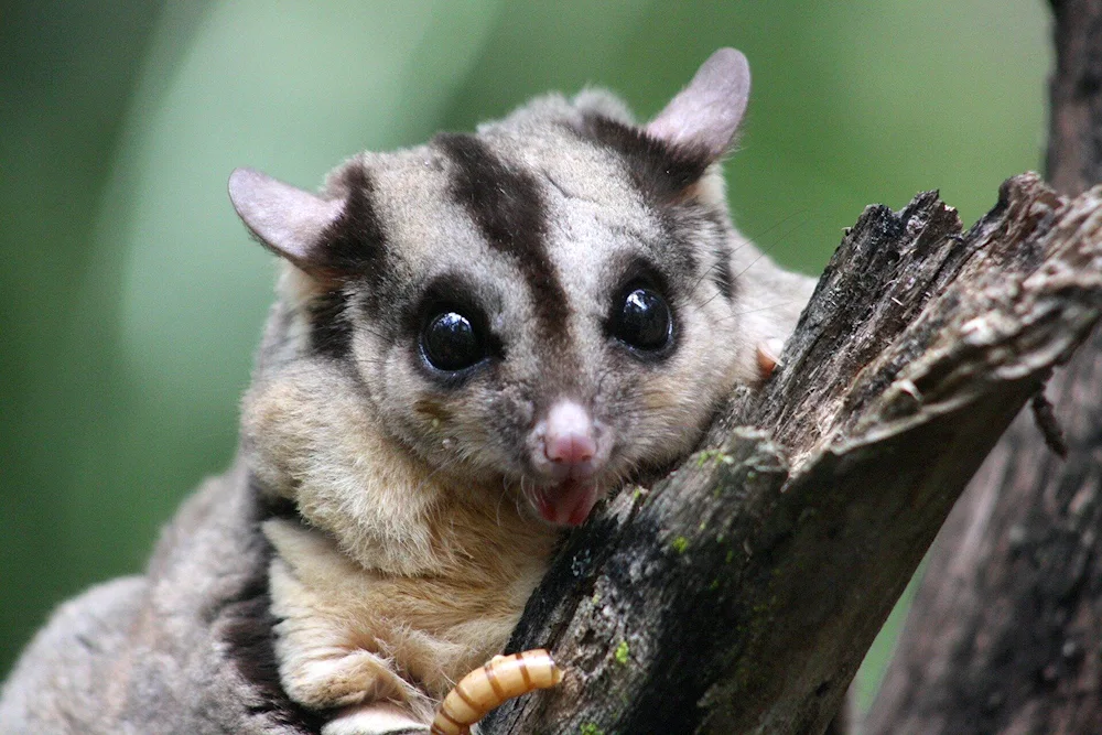 Golden brush-tailed possum