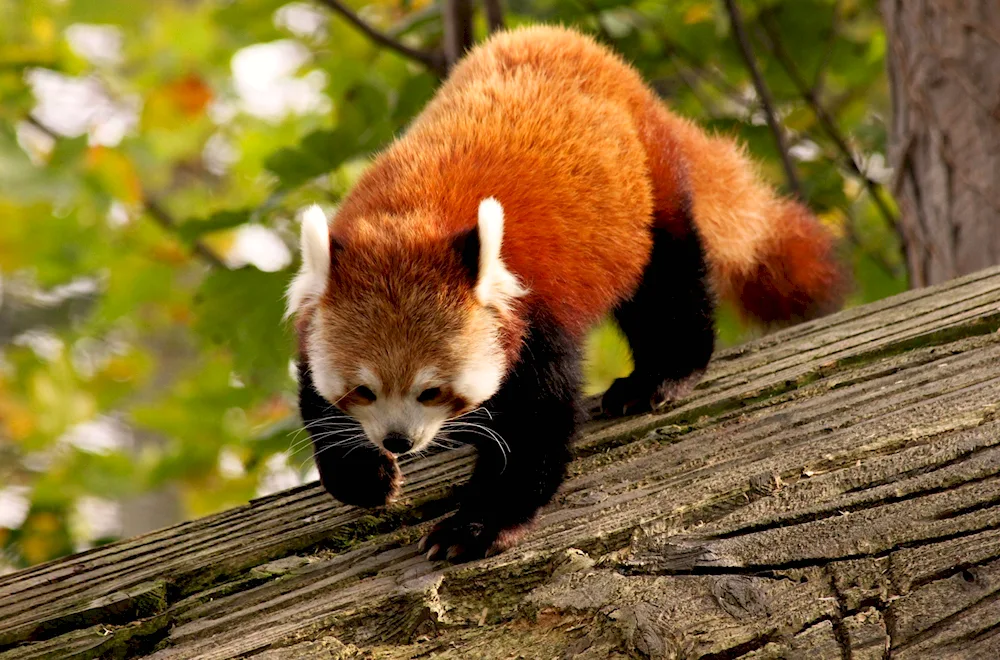 Red Panda Mekong