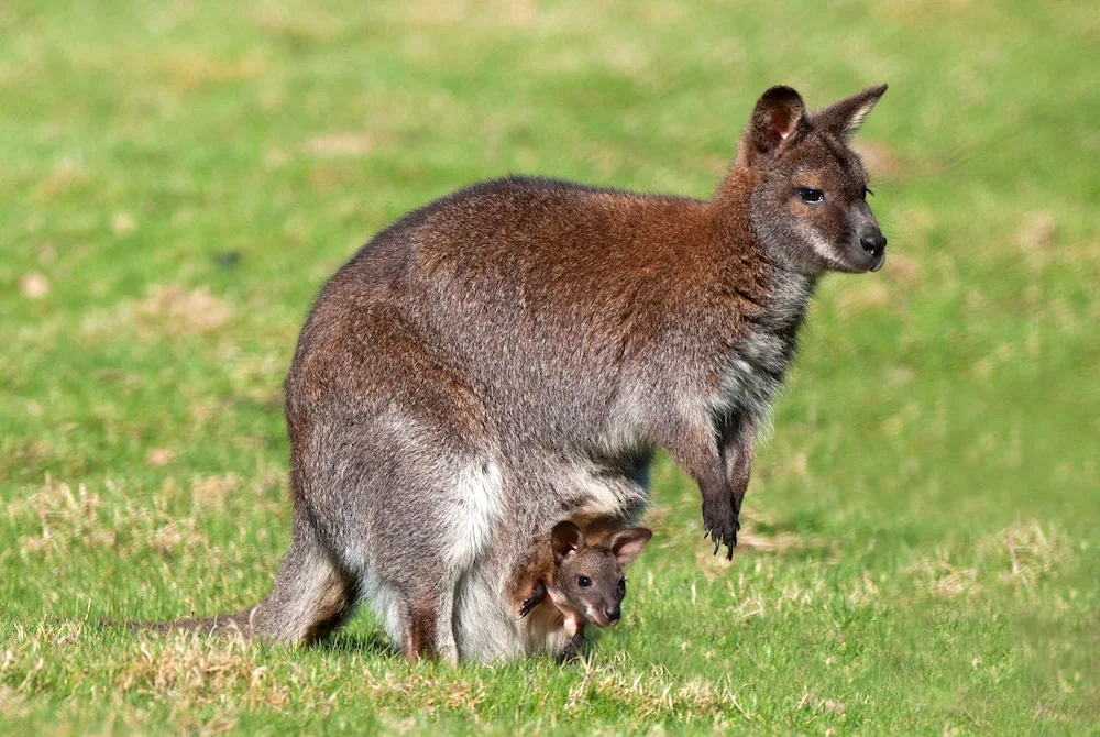 Kangaroos