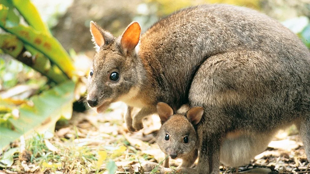 Australian kangaroos