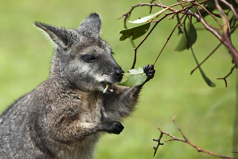 Woodfellows. Goodfellow's kangaroo