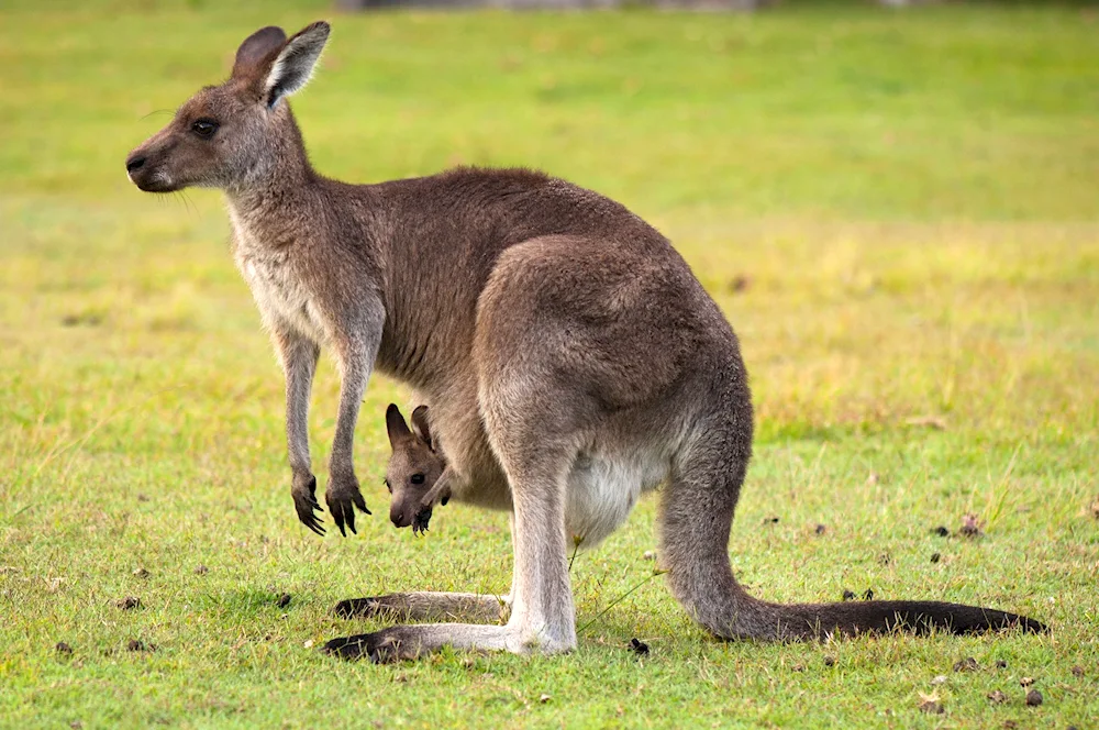 Australian kangaroos