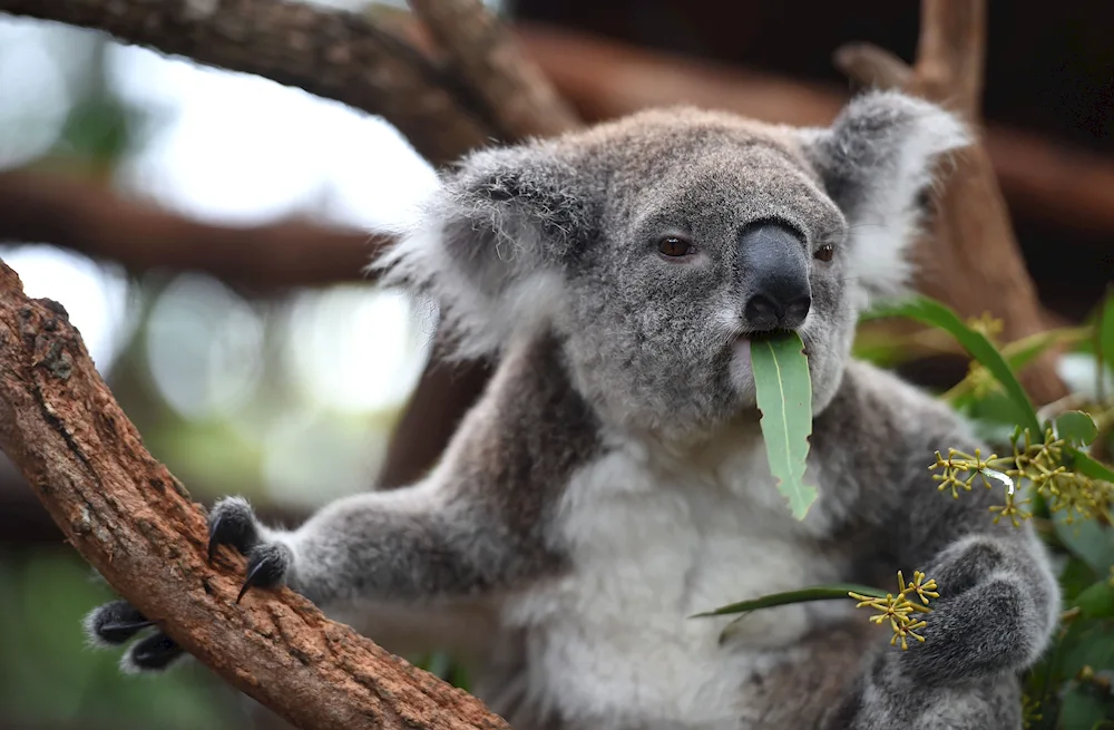 Marsupial animals koala