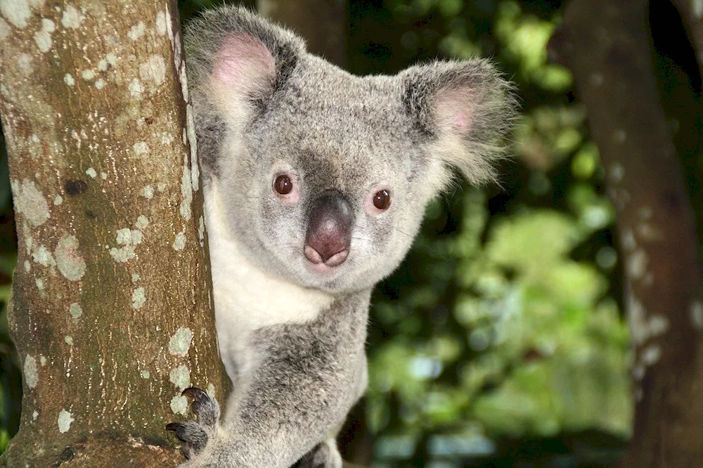 Dwarf wallaby kangaroo