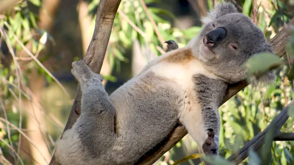 Australia's marsupial koala