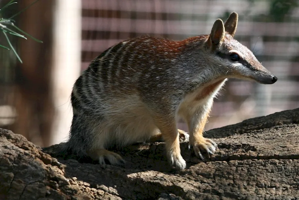 Wallaby tree kangaroo