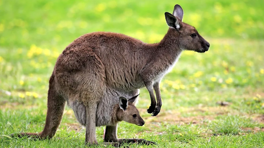 Marsupial nambat