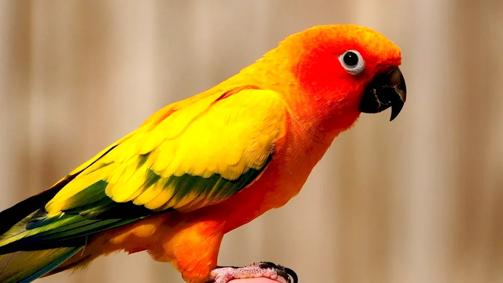 Sun Conure parrot