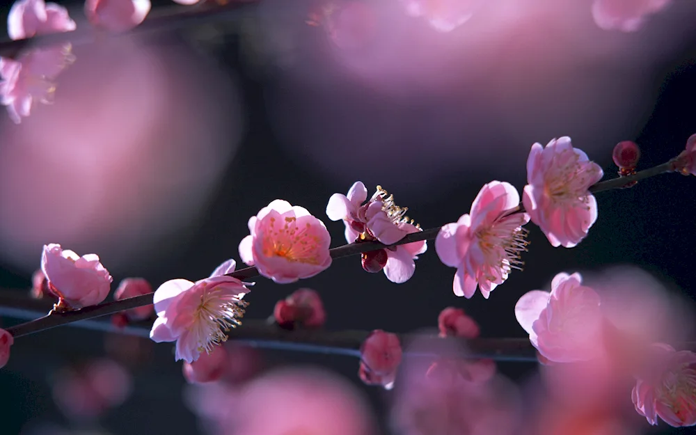 Sakura cherry blossom