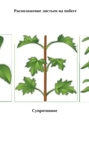 Suprotrophic whorl leaf arrangement on the stem