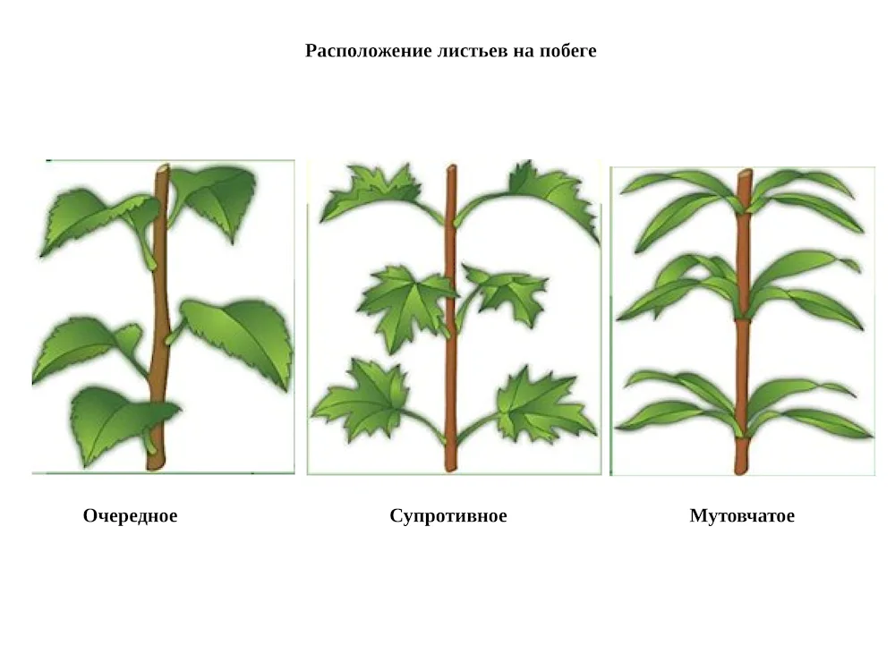 Suprotrophic whorl leaf arrangement on the stem