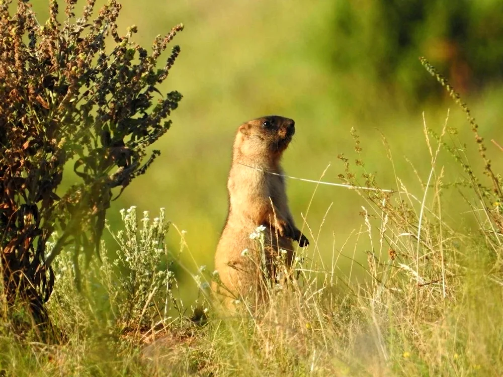 Marmot marmot