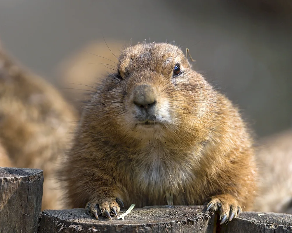 The Marmota Bobak