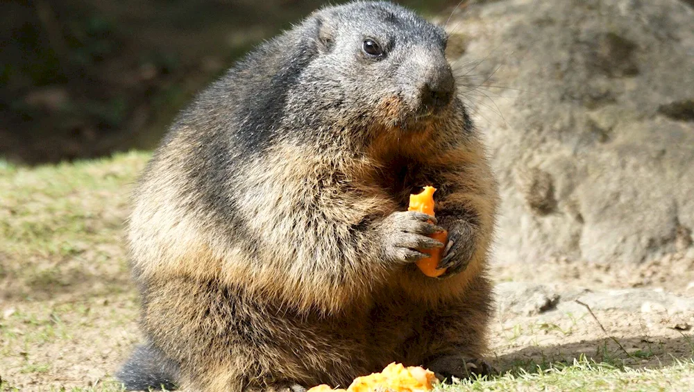 Alpine marmot Marmot