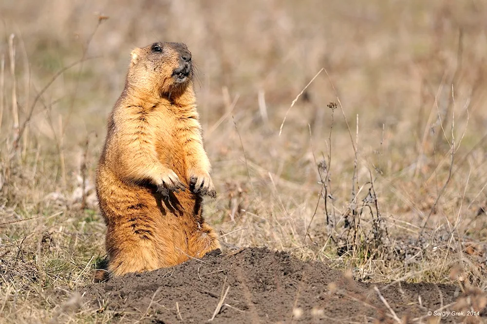 Steppe marmot Baibak