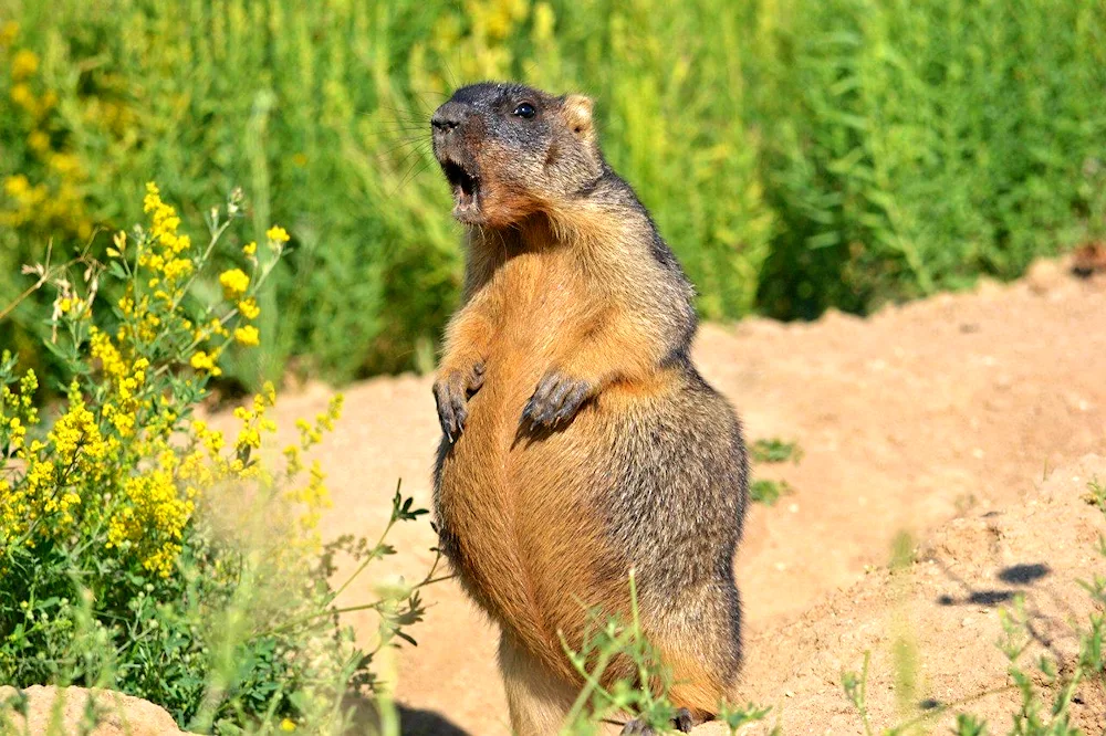 Baibak marmot