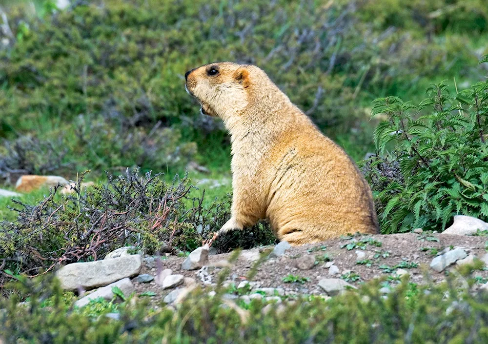 The Marmota Bobak