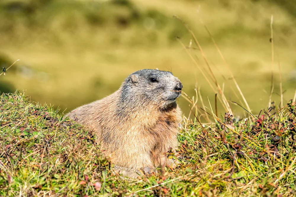 The Marmota Bobak