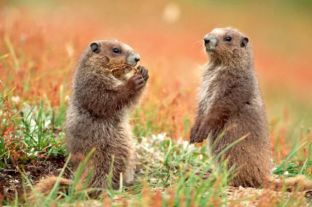 The Marmota Bobak