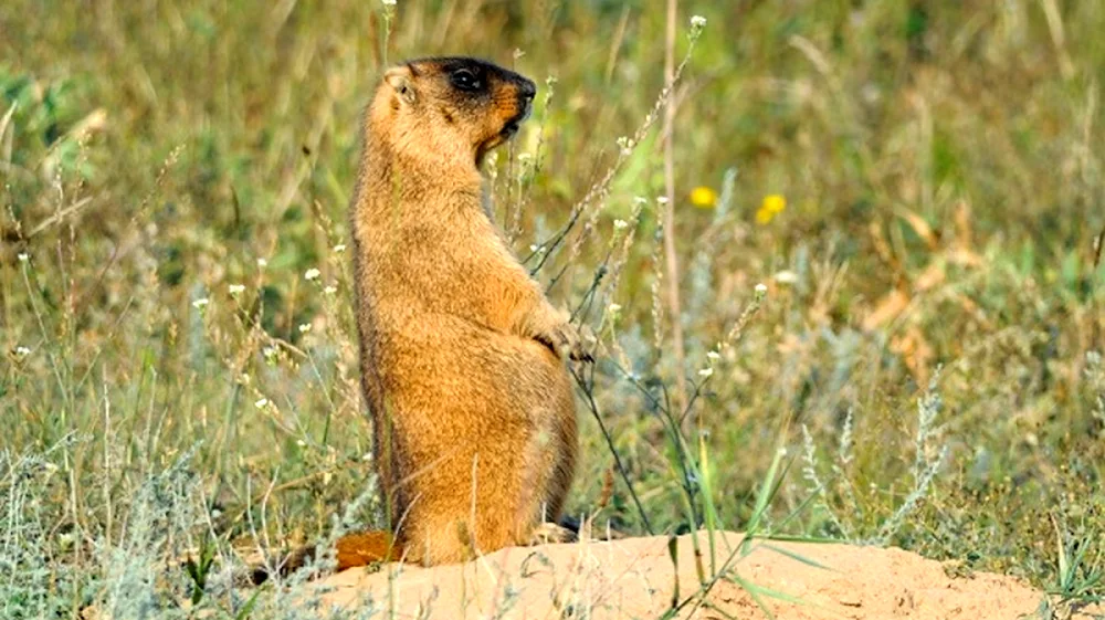 Alpine marmot Marmot