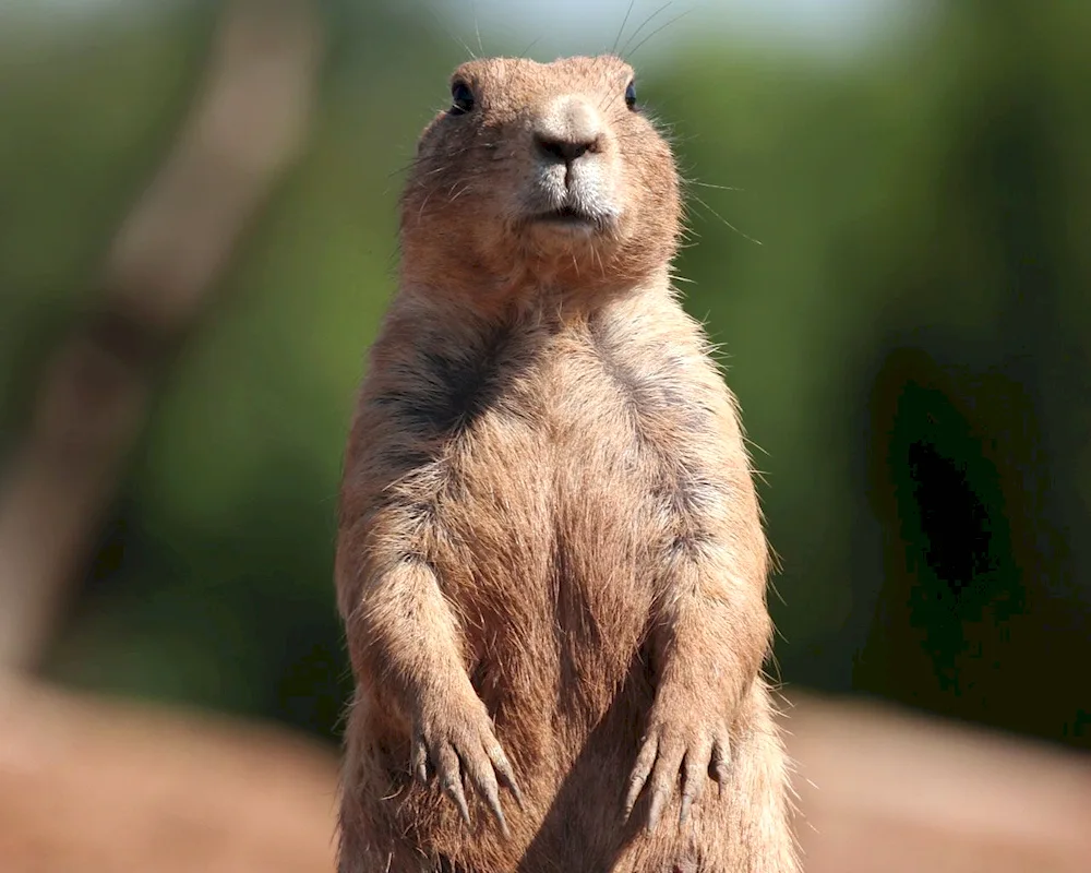 Marmot marmot