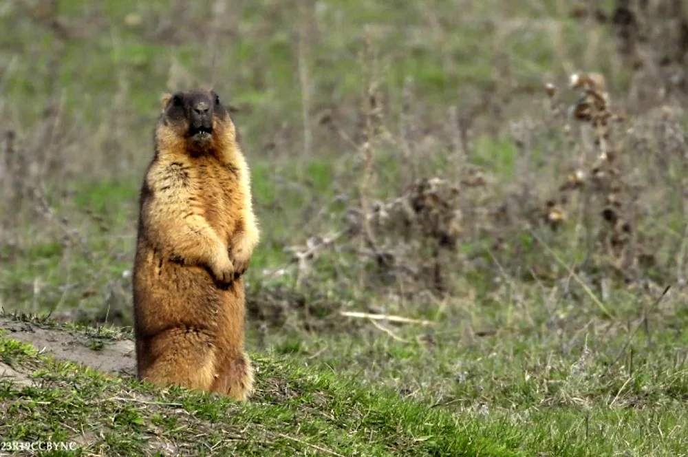 The Marmota Bobak