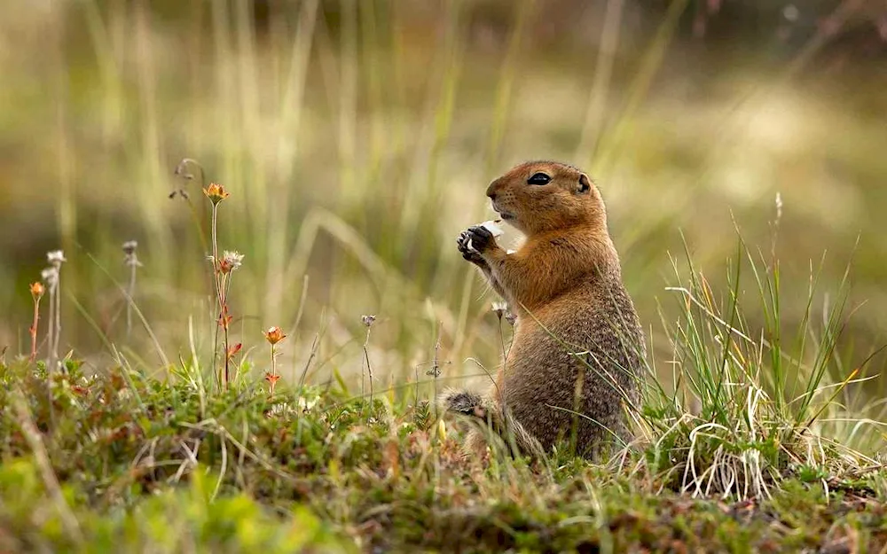 Steppe gopher