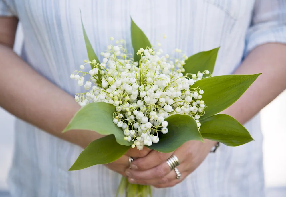 Lily of the valley