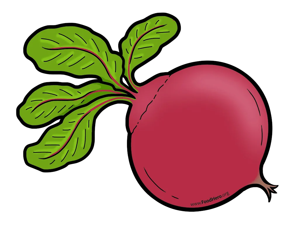 Sugar beetroot picture for kids