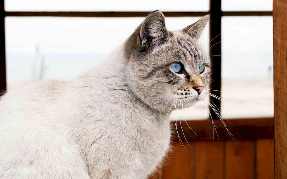 Cat with beautiful eyes