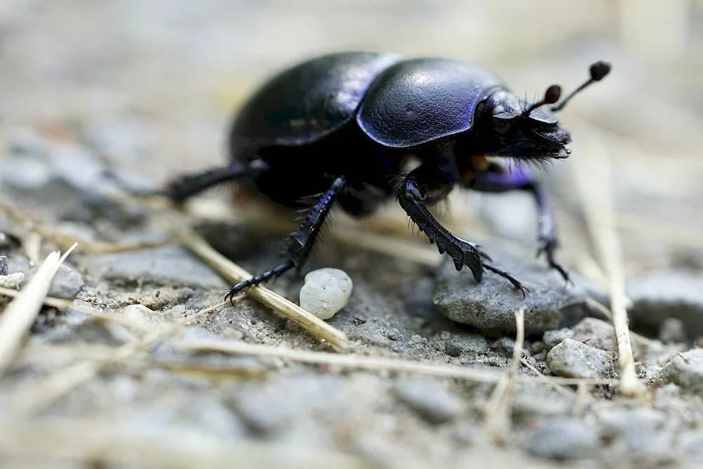 Black rhinoceros beetle